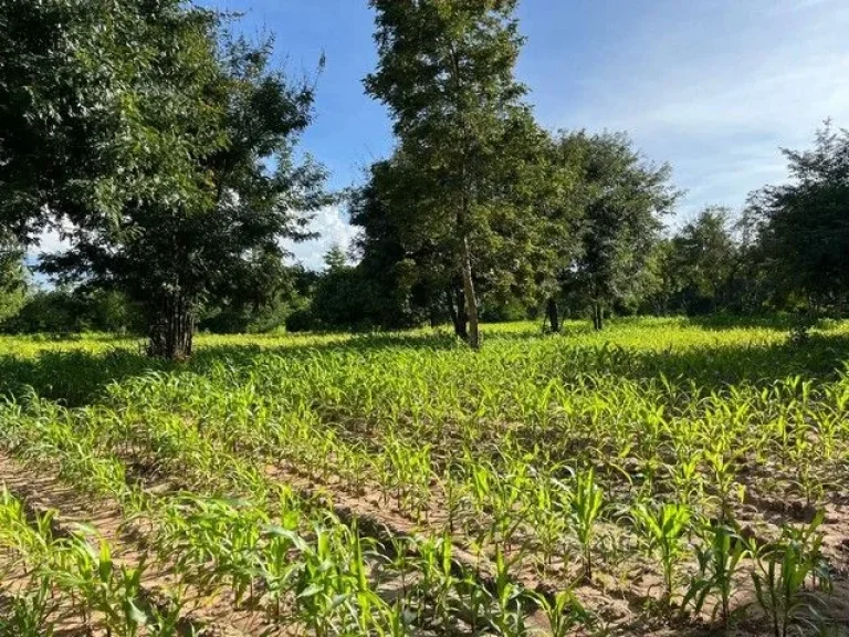 ขาย ที่ดิน 5 ไร่ อำเภอ เทพสถิต ชัยภูมิ ใกล้อุทยานป่าหินงามทุ