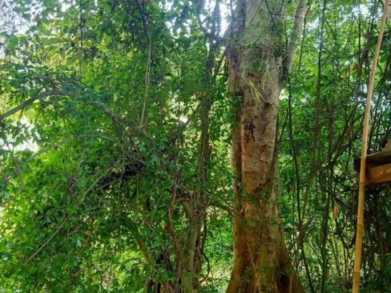 ขายที่ติดน้ำลำตะคอง เขาใหญ่ 35 ไร่ หน้าที่ติดถนนลาดยางเส้นท