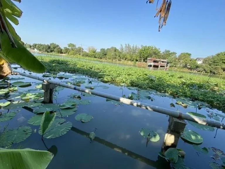 ขายที่ดิน 400 ตรว นครปฐม ศาลายา พุทธมณฑลติดถนน 4 เลน