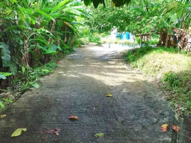 ขายที่ดินภูเก็ต วิวทะเลหาดป่าตอง ทำเลทองสำหรับการลงทุน