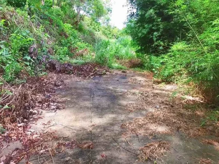 ขายที่ดินภูเก็ต วิวทะเลหาดป่าตอง ทำเลทองสำหรับการลงทุน