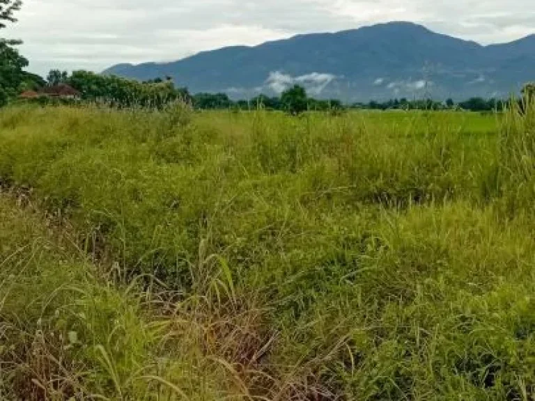 ขายที่นาหลังเทศบาลสันโป่งแม่ริมถนนคอนกรีตวิวท้องนาโฉนด