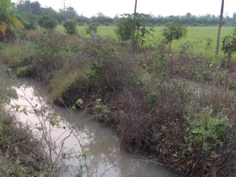 ขายที่ดิน ใกล้ชุมชน ดินดี นำ้ดี มีสุข