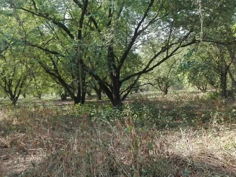 ขายที่ดิน 8 ไร่ จังหวัดเพชรบูรณ์ พร้อมต้นมะขามพันธุ์สีทอง