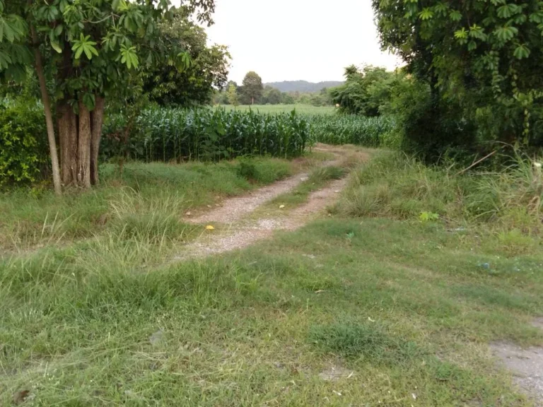 ที่ดิน ติดถนนใหญ่สาย พิษณุโลก- อุตรดิตถ์