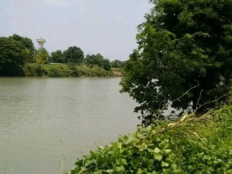 ขายที่ดิน ติดแม่น้ำ เจ้าพระยา ใกล้วัดพระงาม 2 แปลง ฝั่งตรงข้ามกัน สภาพเดิม ใกล้เมืองอยุธยา ใกล้วัดท่าการ้อง ไม่ไกลสถานที่ท่องเที่ยว อื่นๆ ใกล้ร้านอา