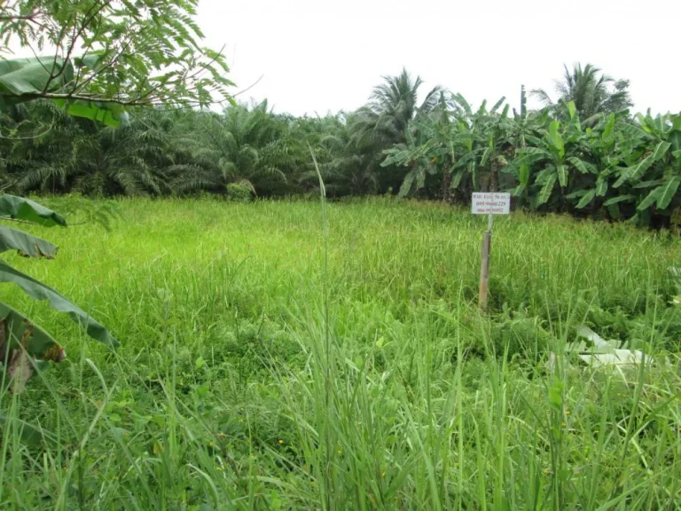 ขายที่ดินติดถนนใหญ่ เมืองชุมพร พร้อมถมให้