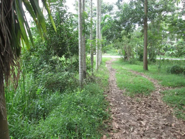 ขายที่ดินติดถนนใหญ่ เมืองชุมพร พร้อมถมให้