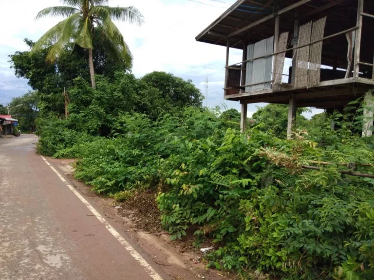 ขายที่ดินสวยในเขตเทศบาลบ้านหญ้านางตบ้านเป้าอเกษตรสมบรูณ์