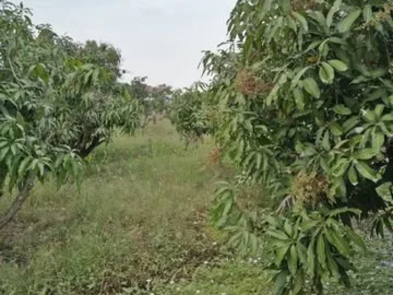 ขายที่ดิน โฉนด 3 ไร่ พร้อมที่ปลูกบ้านพัก เมืองสุพรรณบุรี