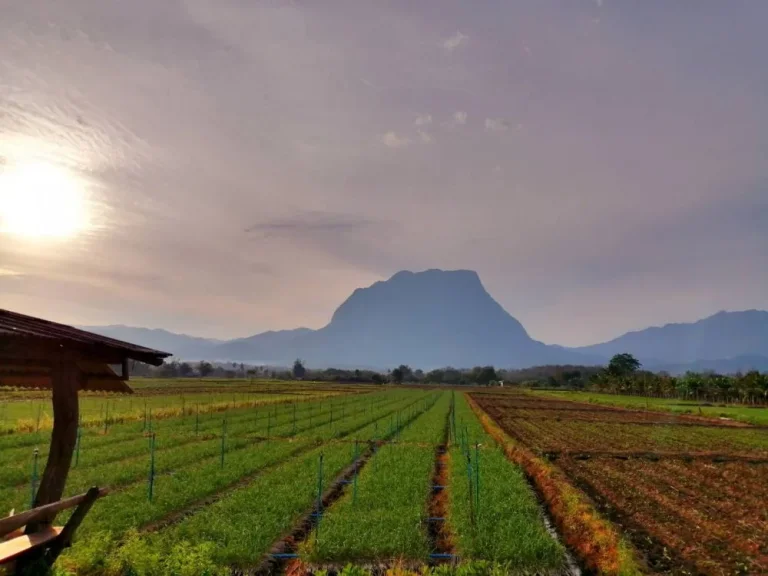 สวยมาก ขายที่ดินอเชียงดาว จังหวัดเชียงใหม่วิวดอยหลวงเชียงดาว เหมาะสำหรับทำรีสอร์ท ปลูกบ้าน ทำสวน