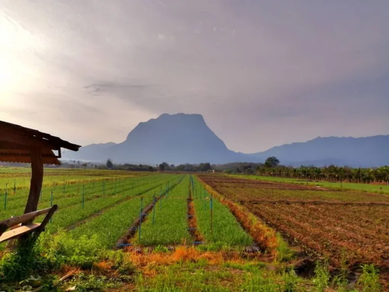 สวยมาก ขายที่ดินอเชียงดาว จังหวัดเชียงใหม่วิวดอยหลวงเชียงดาว เหมาะสำหรับทำรีสอร์ท ปลูกบ้าน ทำสวน