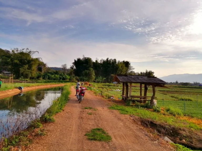 สวยมาก ขายที่ดินอเชียงดาว จังหวัดเชียงใหม่วิวดอยหลวงเชียงดาว เหมาะสำหรับทำรีสอร์ท ปลูกบ้าน ทำสวน