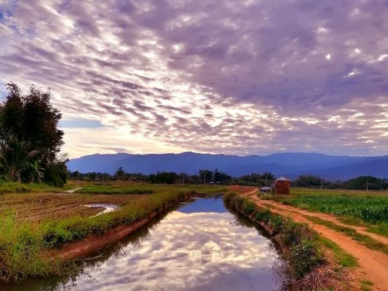 สวยมาก ขายที่ดินอเชียงดาว จังหวัดเชียงใหม่วิวดอยหลวงเชียงดาว เหมาะสำหรับทำรีสอร์ท ปลูกบ้าน ทำสวน