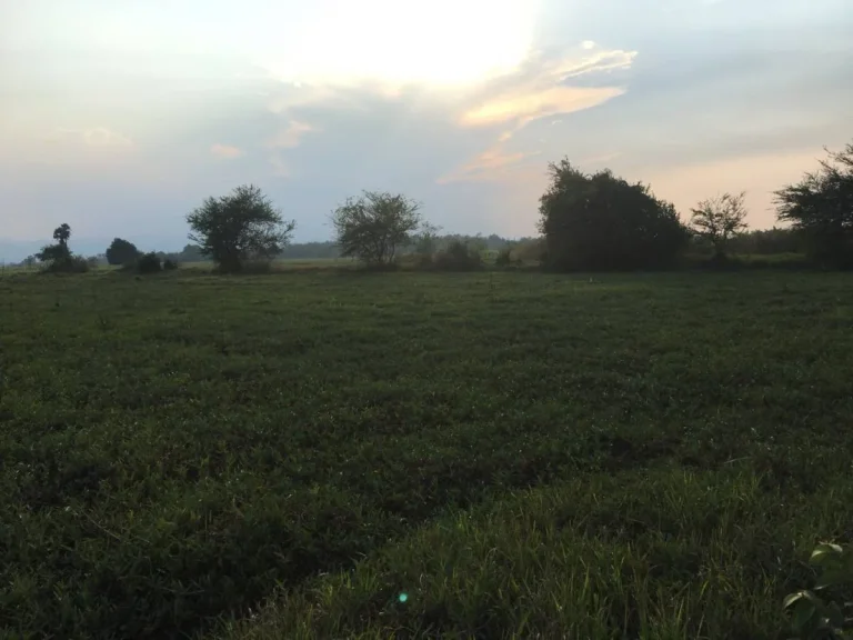 ขายที่ในสวนสวยมากมีน้ำไฟพร้อม อยู่ตำบลอ่างหิน อำเภอปากท่อ จังหวัดราชบุรี