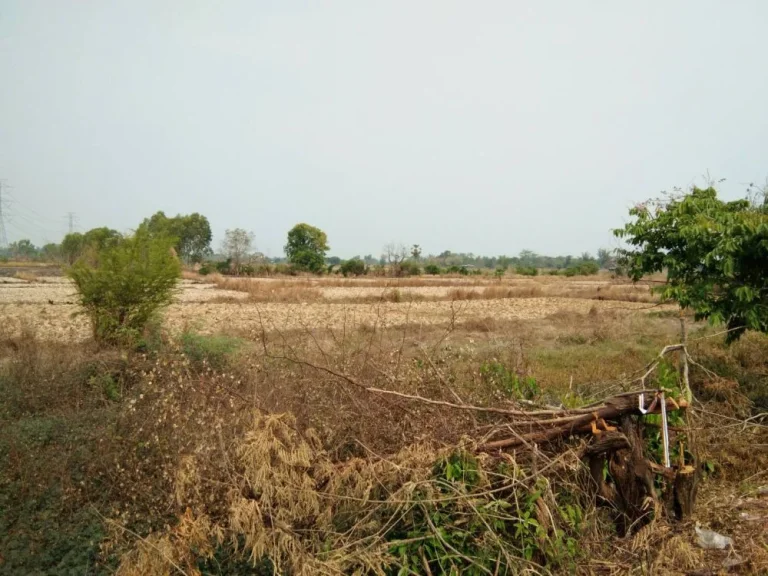 ขายที่ดิน 10 ไร่ ฟรีค่าโอน ติดถนน อำเภอเพ็ญ จังหวัดอุดรธานี เจ้าของขายเอง