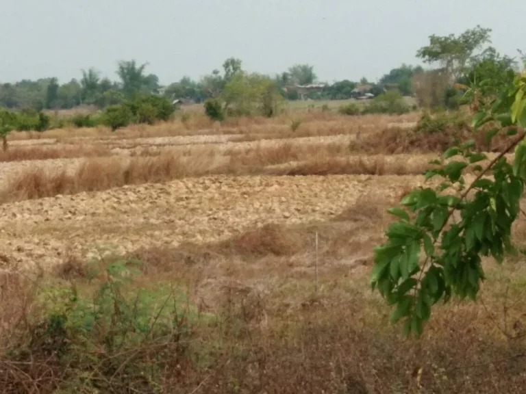 ขายที่ดิน 10 ไร่ ฟรีค่าโอน ติดถนน อำเภอเพ็ญ จังหวัดอุดรธานี เจ้าของขายเอง