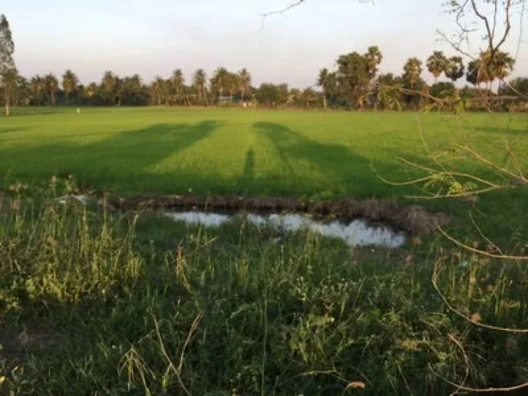 ขายที่ดินเกือบ 8 ไร่ขายเหมายกแปลง 4 ล้าน อำเภอเมือง จังหวัดสุพรรณบุรี