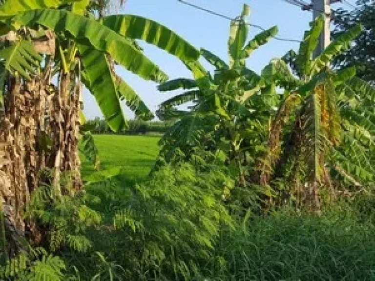 ขายที่ดินติดถนนใหญ่ 4 เลน ดอนเจดีย์-สุพรรณบุรี 13 ไร่