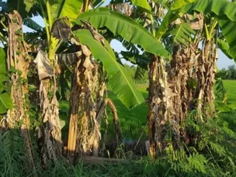 ขายที่ดินติดถนนใหญ่ 4 เลน ดอนเจดีย์-สุพรรณบุรี 13 ไร่