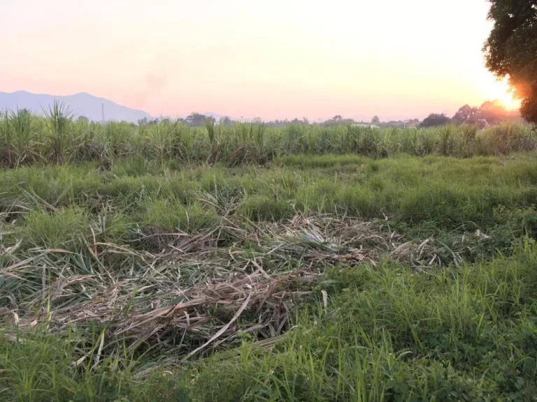 ขายที่ดินติดถนน อำเภอปราณบุรี จังหวัดประจวบคีรีขันธ์