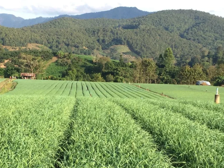 ขายที่ดิน 6 ไร่ ข้างฮิโนกิแลนด์