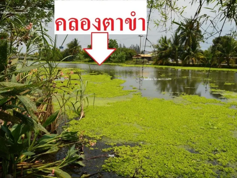 ขายที่ดิน119ตรวใกล้คลองตาขำ อบ้านแพ้ว จสมุทรสาคร ที่ดินติดถนนคอนกรีต เข้าจากถนนเลียบคลองตาขำเพียง100เมตร