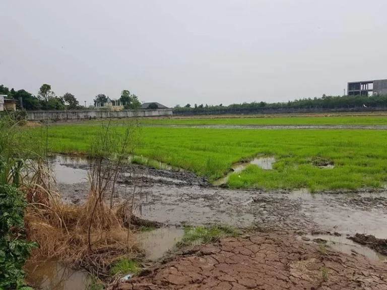 ขาย ที่ดินเปล่า 19 ไร่ 1 งาน 58 ตรว บางบัวทอง ใกล้ MRT สถานีบางไผ่