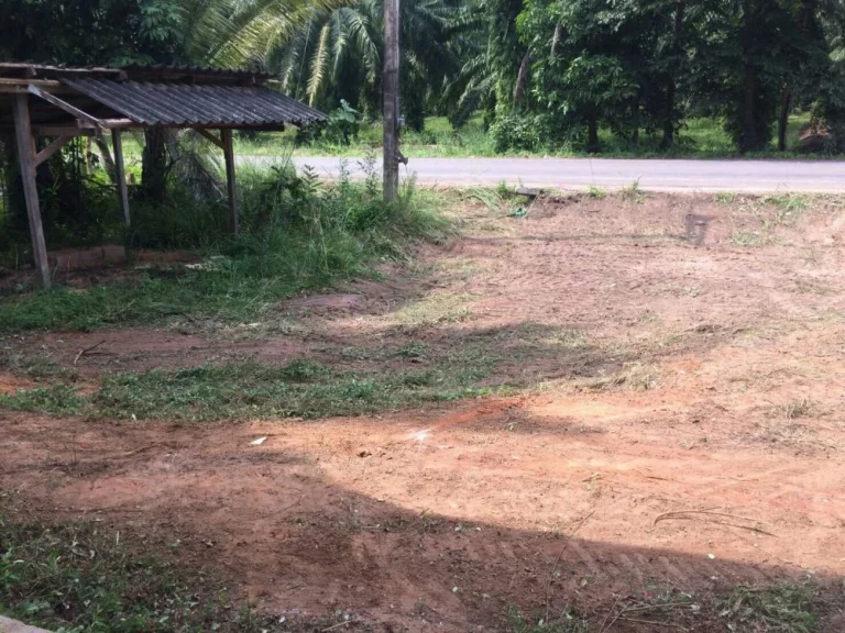 ขายที่ดินพร้อมสวนยาง ใกล้หาดทุ่งวัวแล่น ชุมพร