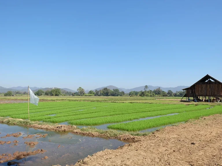 ที่นาวิวภูเขาล้อม ดอยสะเก็ด เชียงใหม่