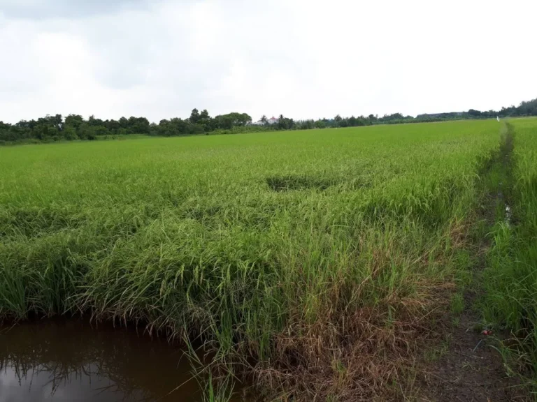 ด่วน ขายที่ดินปทุมธานี-บางคูวัด ที่ดินติดถนนหลัก ปทุมธานี