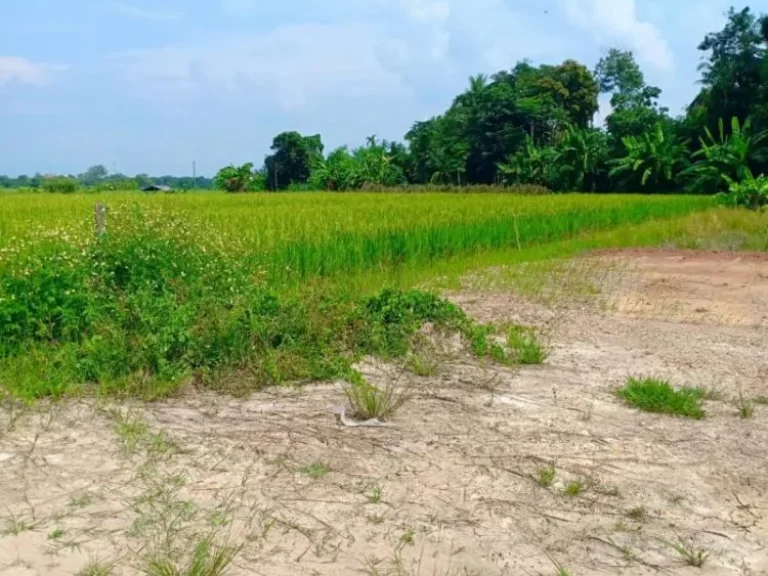 ขายที่ดินเห็นวิวดอย บรรยากาศทุ่งนา น้ำแพร่ ราคาถูก