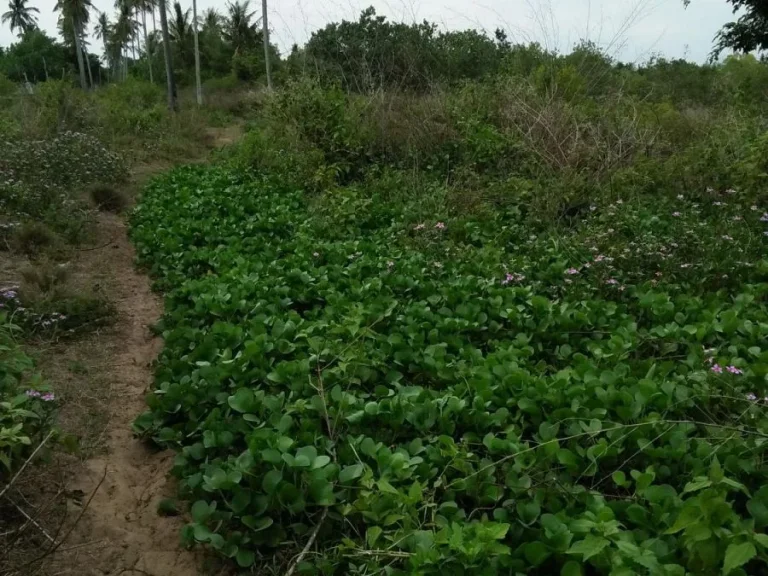 ขายที่ดินติดชายหาด