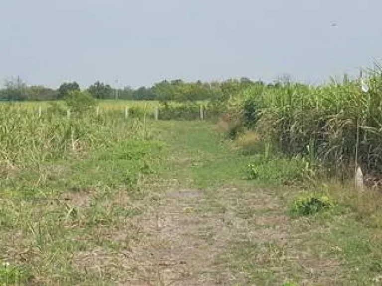 ขายที่ดินจัดสรรแบ่งขาย 3 แปลงสุดท้าย อู่ทอง สุพรรณบุรี