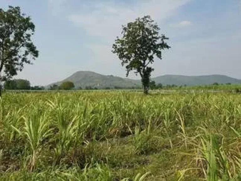 ขายที่ดินจัดสรรแบ่งขาย 3 แปลงสุดท้าย อู่ทอง สุพรรณบุรี