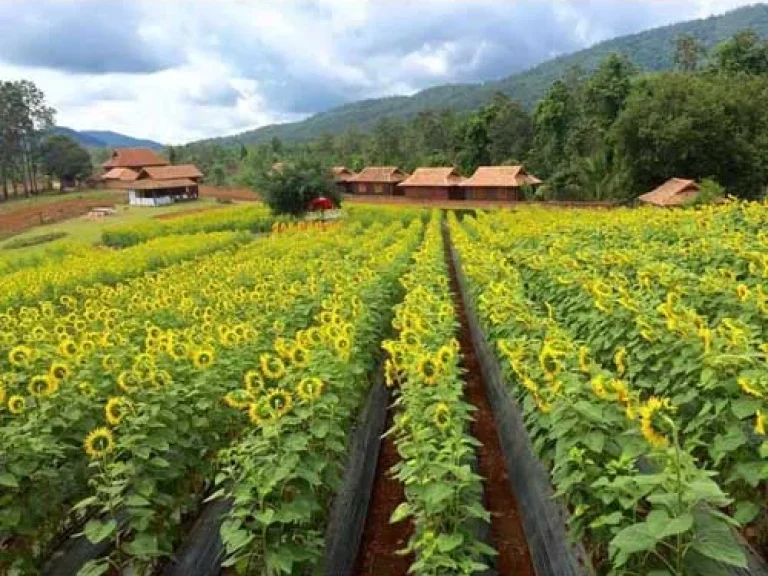 ขายที่ดิน สะเมิงใต้ จเชียงใหม่ ติดรีสอร์ทดอยนก