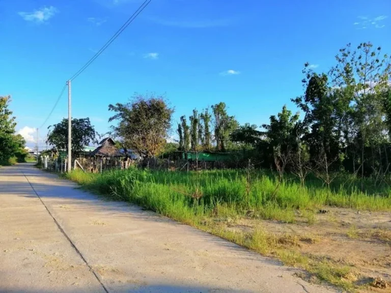 ขายที่ดิน โซนแม่ริม ใกล้เมืองเชียงใหม่ พัฒนาแล้ว รูปมังกร วิวภูเขา ทุ่งนา ตริมใต้ แม่ริม เชียงใหม่