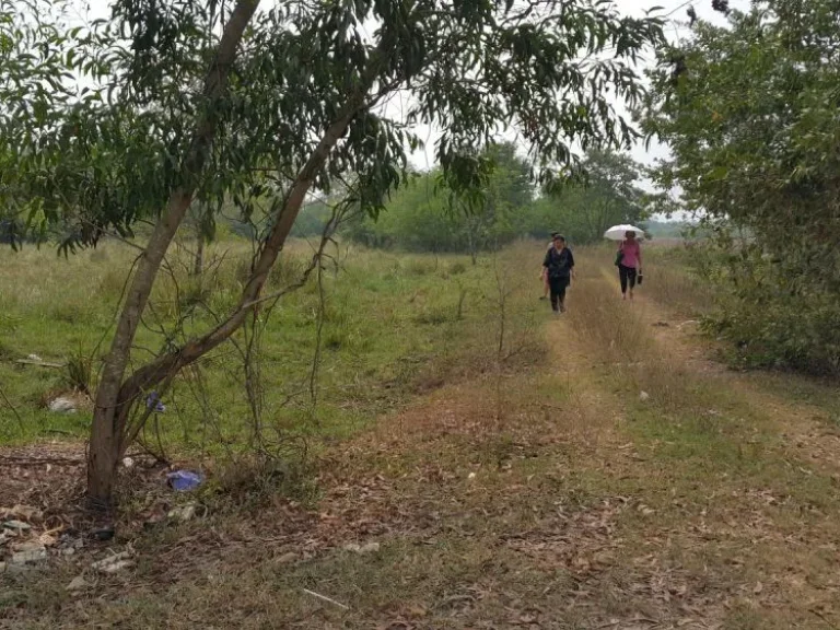 ขายที่ดิน500ตรวสามารถแบ่งขายได้นะครับ หนองจอกซอยประชาสำราญ2