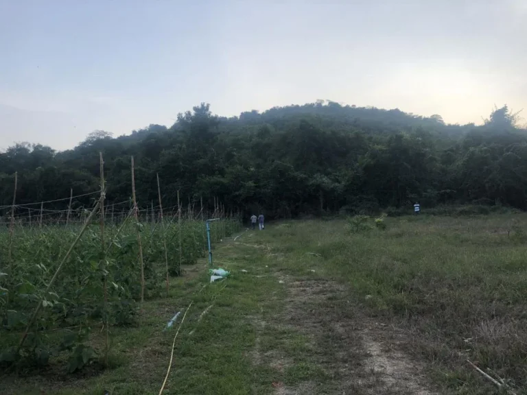 ที่ดิน 6 ไร่ ติดภูเขา ติดถนนลาดยาง