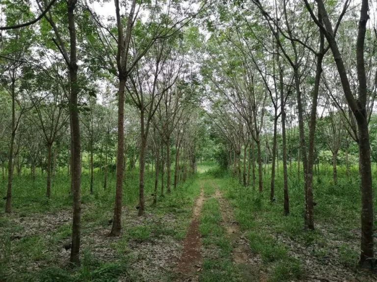 ที่ดินสวนยาง ติดลำห้วย บ้านโนนสมบูรณ์ อสิรินธร