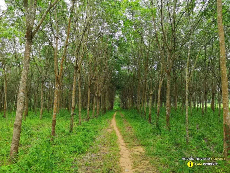 ที่ดินสวนยาง ติดลำห้วย บ้านโนนสมบูรณ์ อสิรินธร