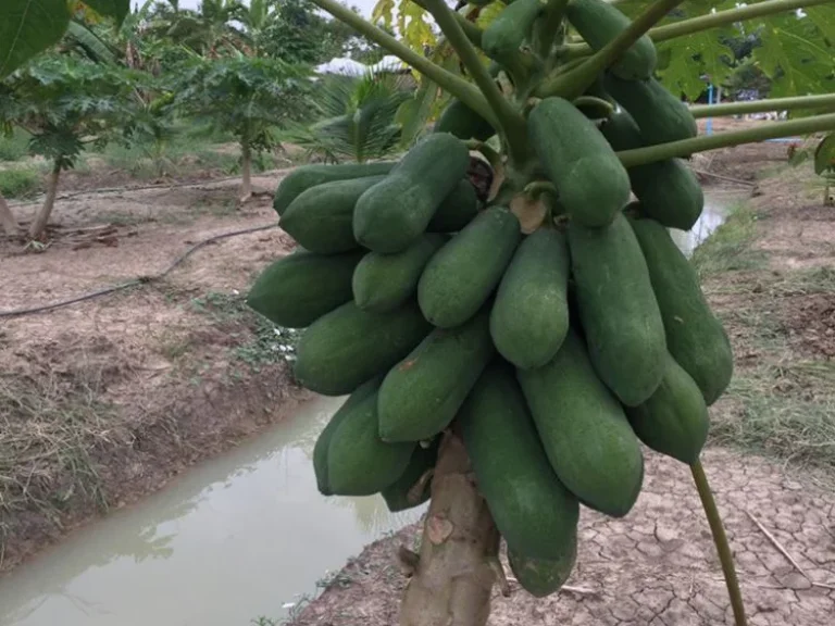 ขายสวนทุเรียนยกร่อง10ไร่พร้อมบ้านติดอ่างเก็บน้ำ100ไร่