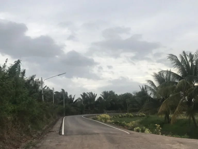 สวนมะพร้าวน้ำหอมราชบุรี อ เมือง มะพร้าวสาวลูกดก สามารถเก็บขายได้ทันที 30ไร่