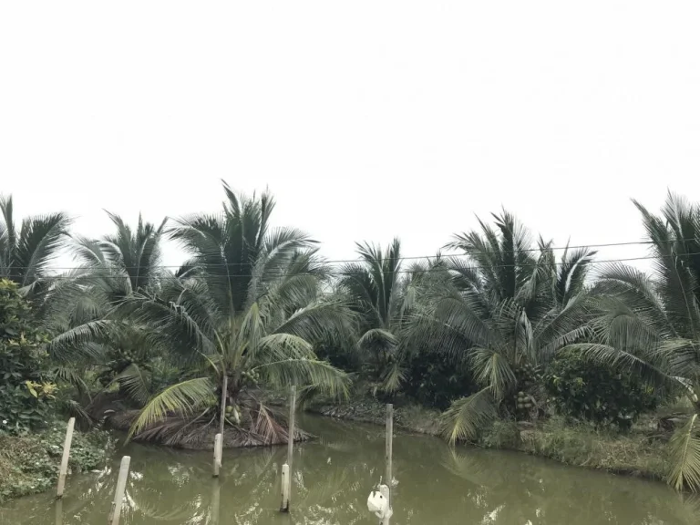 สวนมะพร้าวน้ำหอมราชบุรี อ เมือง มะพร้าวสาวลูกดก สามารถเก็บขายได้ทันที 30ไร่