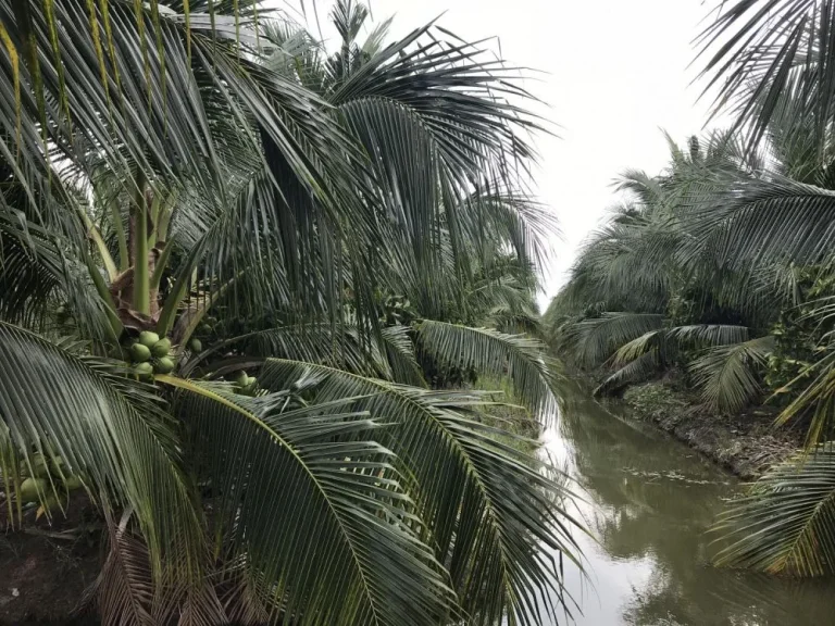 สวนมะพร้าวน้ำหอมราชบุรี อ เมือง มะพร้าวสาวลูกดก สามารถเก็บขายได้ทันที 30ไร่