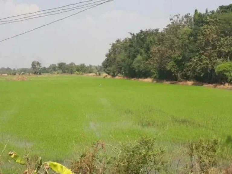 ขายที่ดินภาชีติดถนนสุวรรณศร 20 ไร่