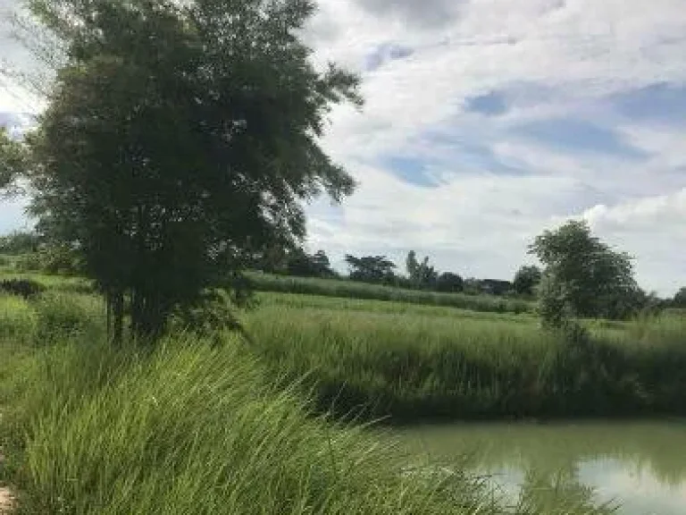 ขายด่วน ที่ดินที่นาบ้านปะโค อำเภอกุมภวาปี จังหวัดอุดรธานี