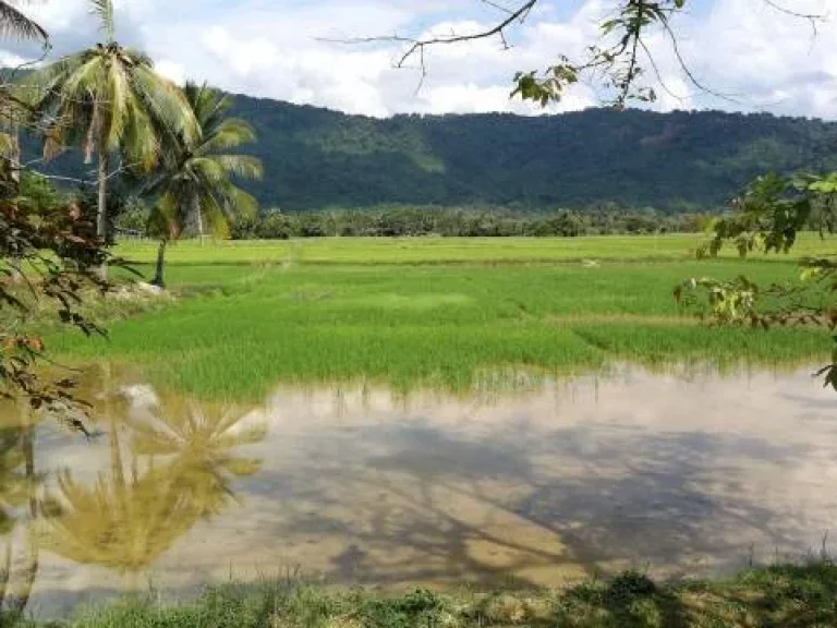 ที่ดิน 15 ไร่ ติดถนนใหญ่ ขายยกแปลง อเมือง จนครนายก