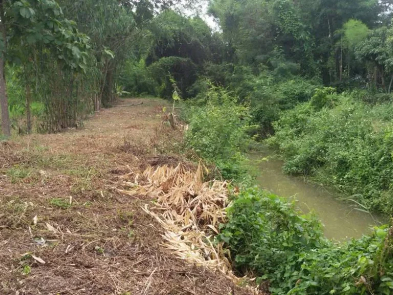 ที่นา วิวสวย ไร่หลักแสน สันป่าตอง เชียงใหม่