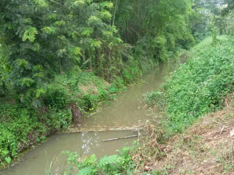 ที่นา วิวสวย ไร่หลักแสน สันป่าตอง เชียงใหม่